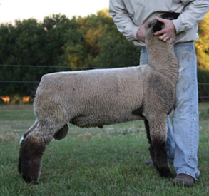 walkup ai sire