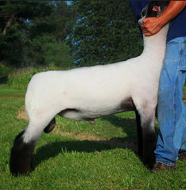 Walkup sires