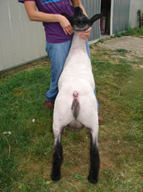 Walkup sires